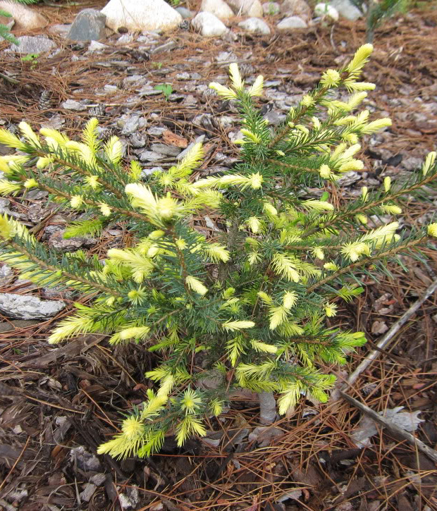 Превью изображения