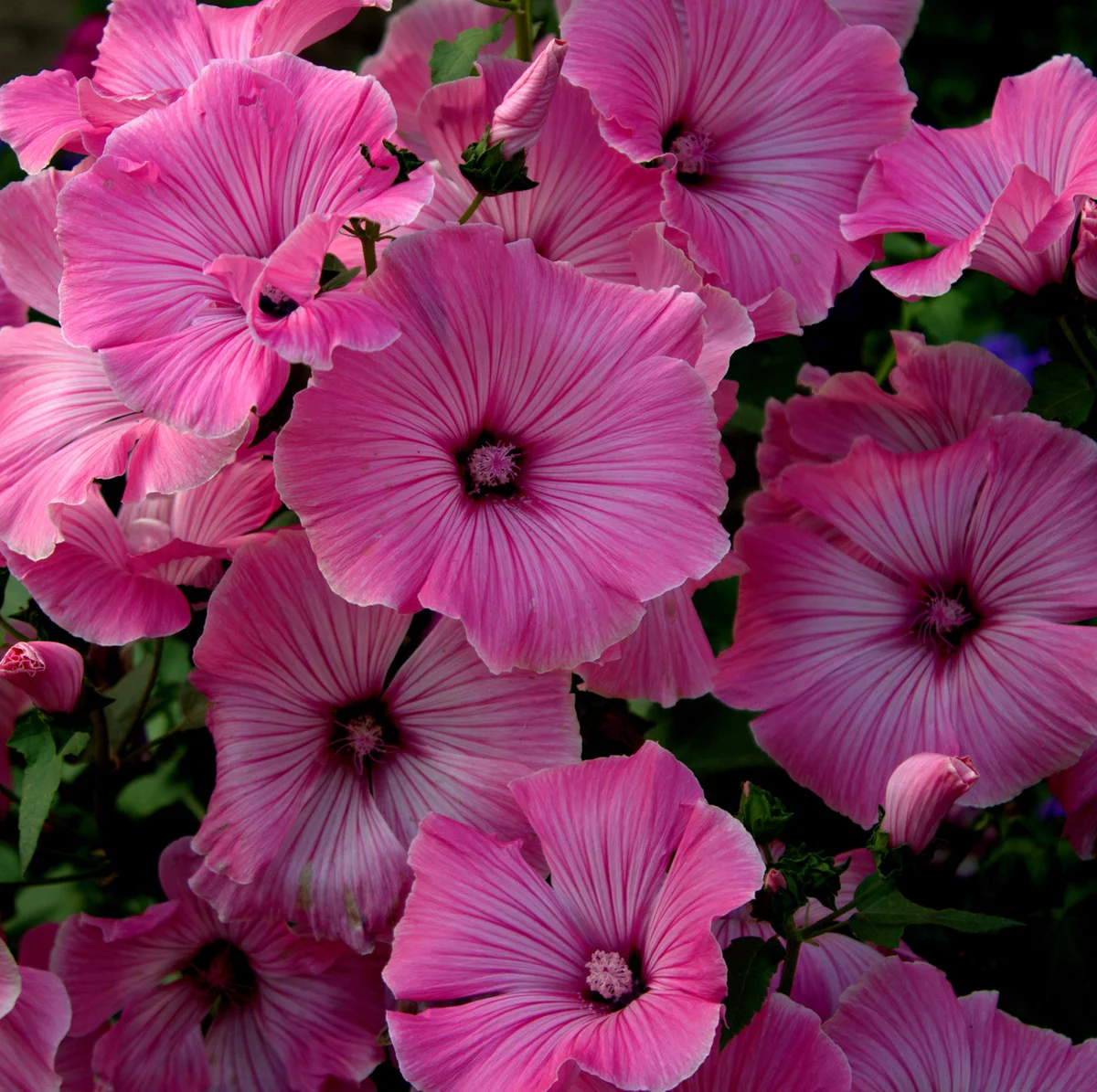 Превью изображения