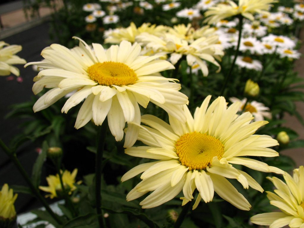 Превью изображения