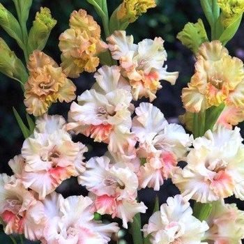 Превью изображения