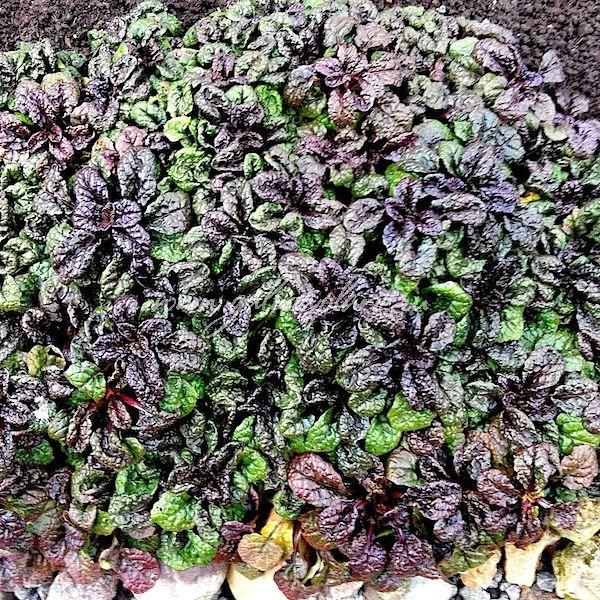 Превью изображения