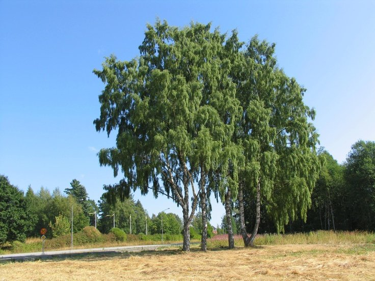 Превью изображения