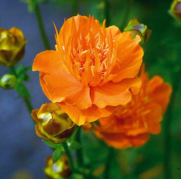 Превью изображения