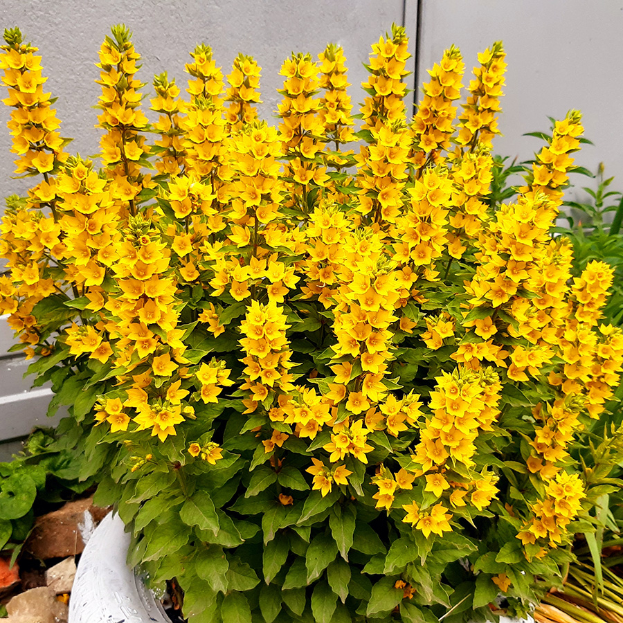 Превью изображения