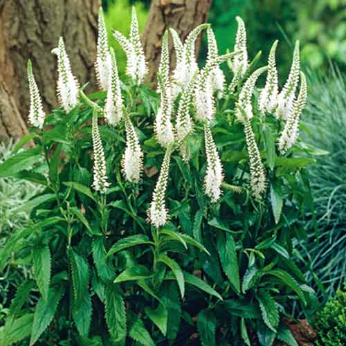 Превью изображения