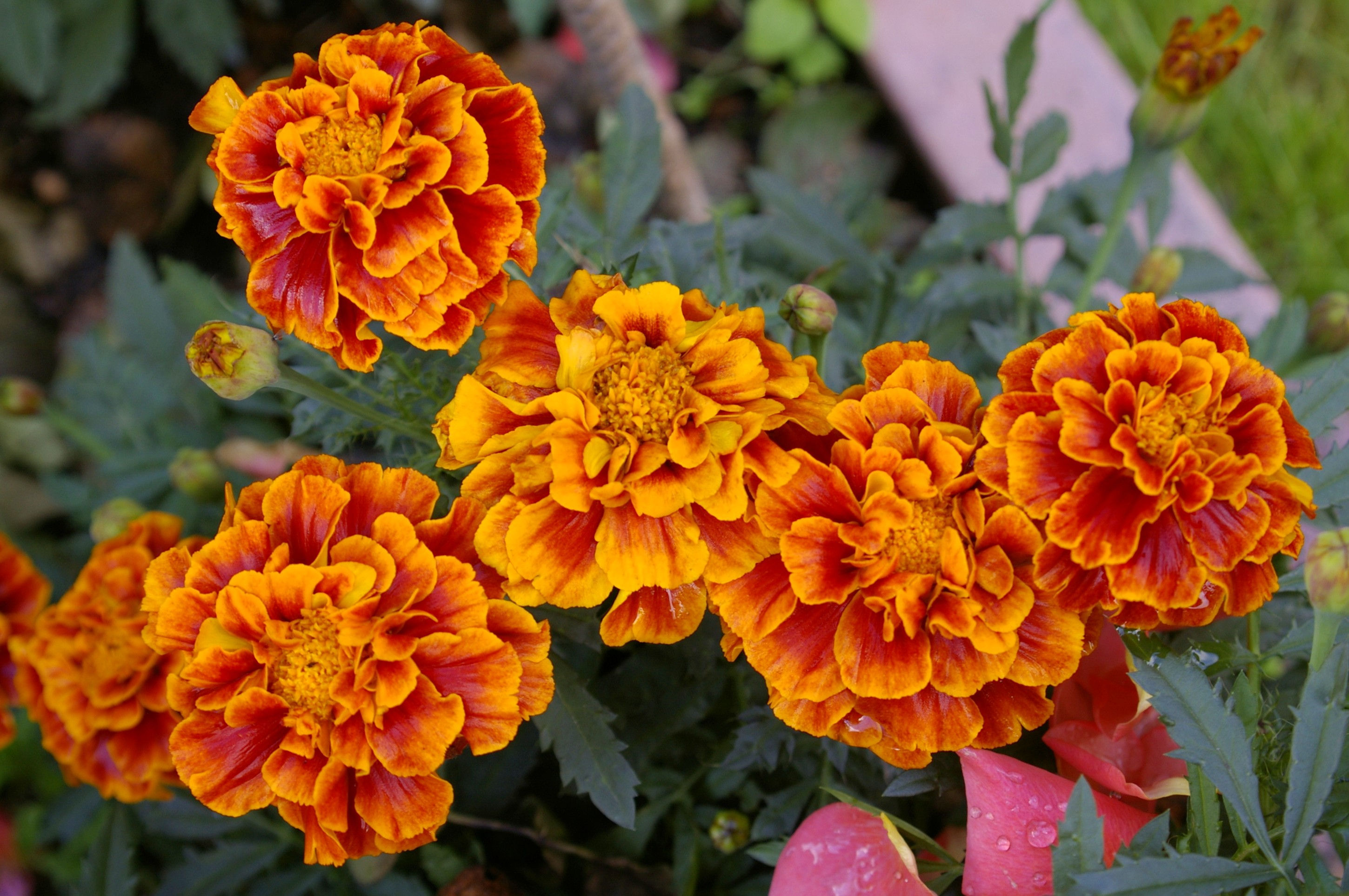 Превью изображения