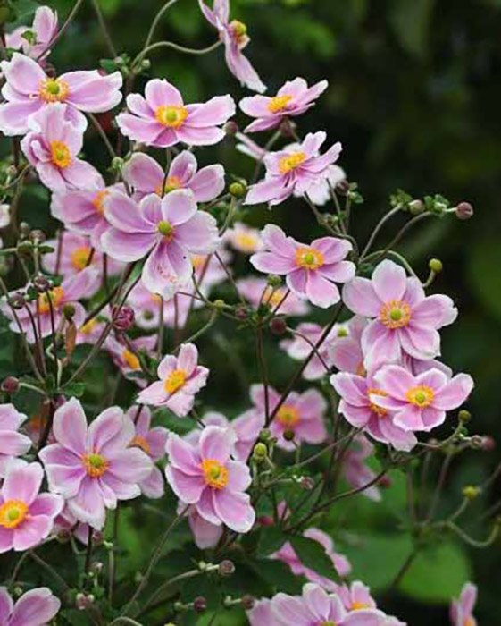 Превью изображения