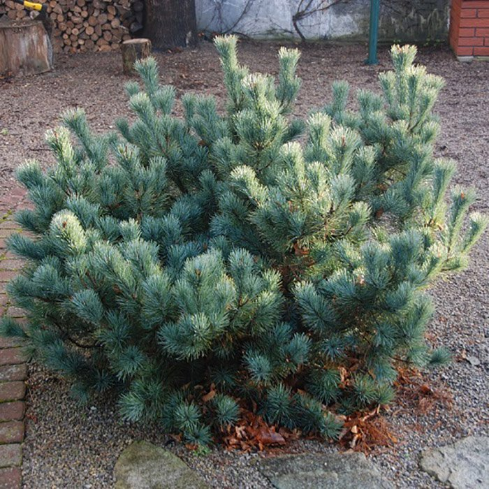 Превью изображения