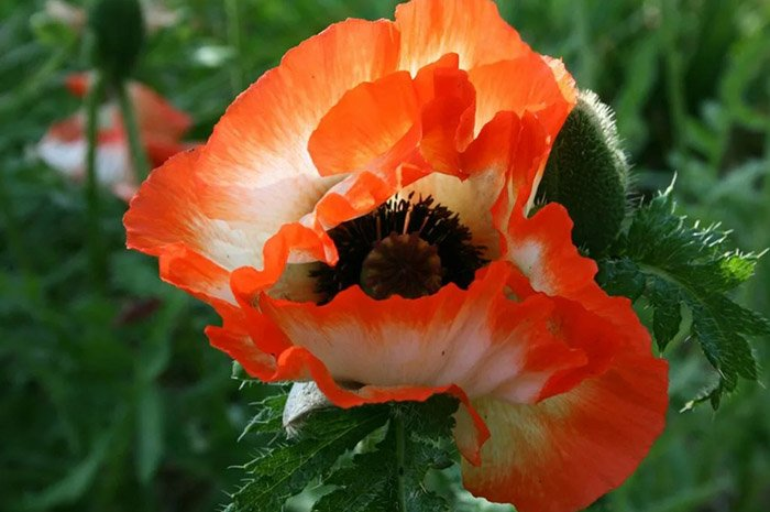 Превью изображения