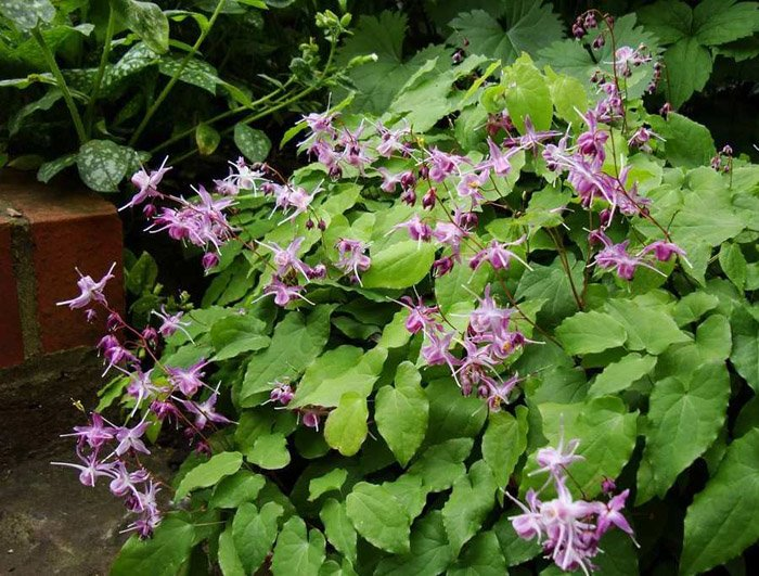 Превью изображения