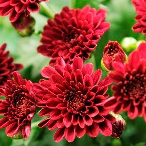 Превью изображения