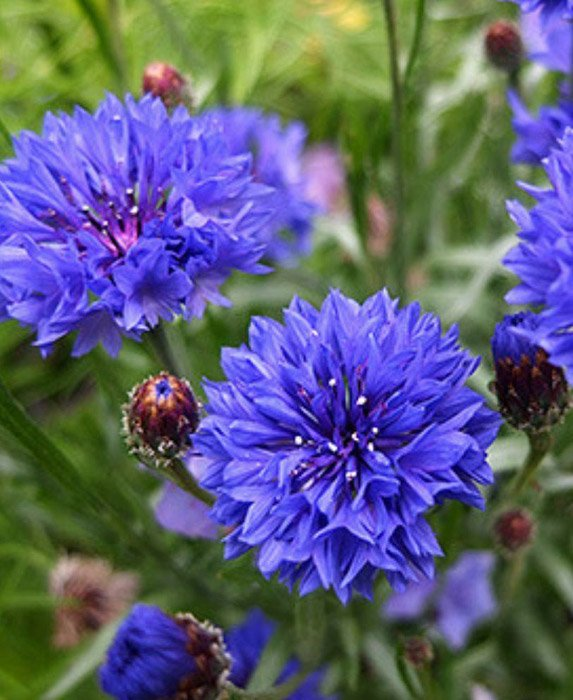 Превью изображения