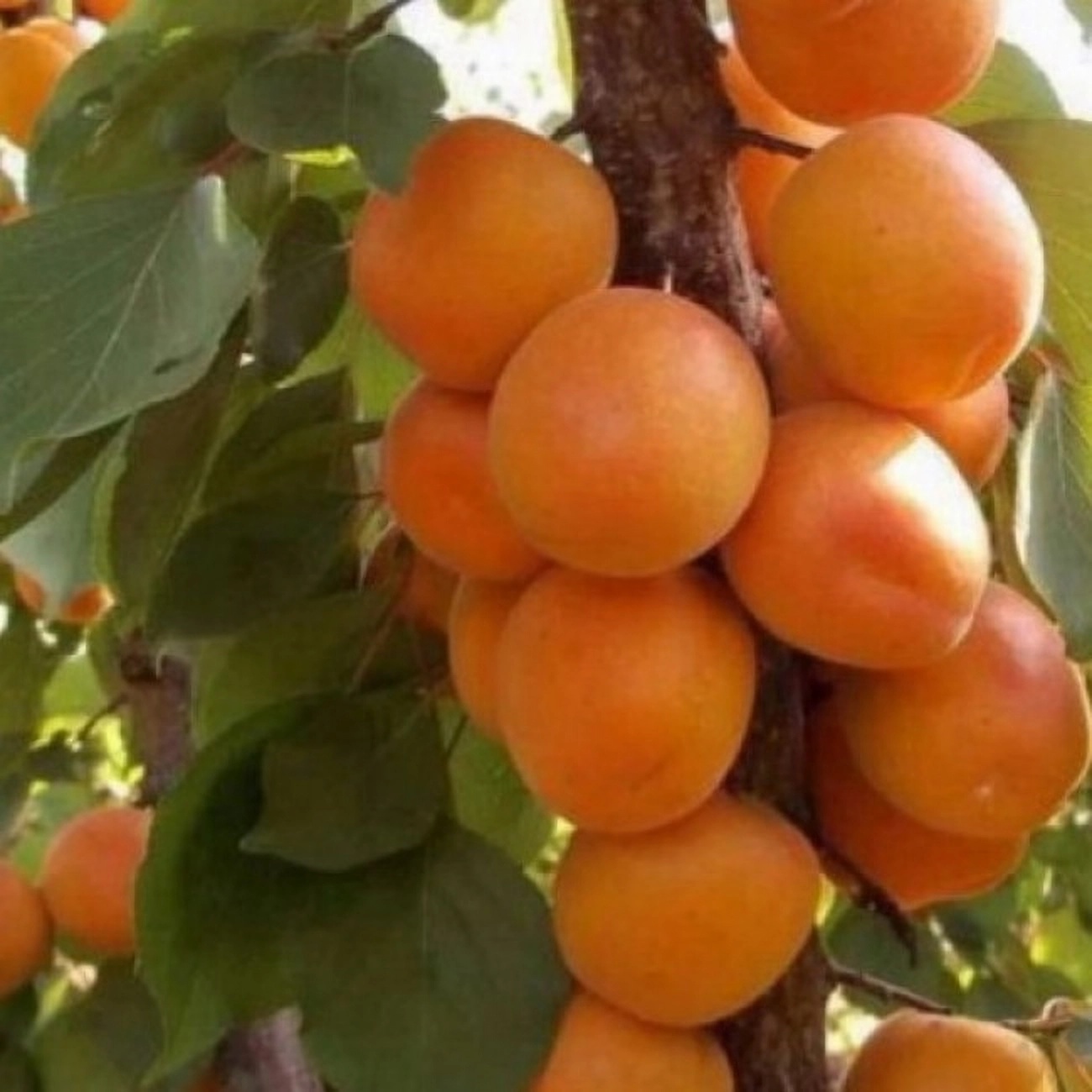 Превью изображения