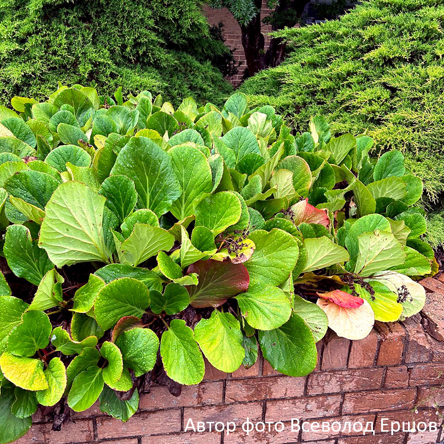 Превью изображения