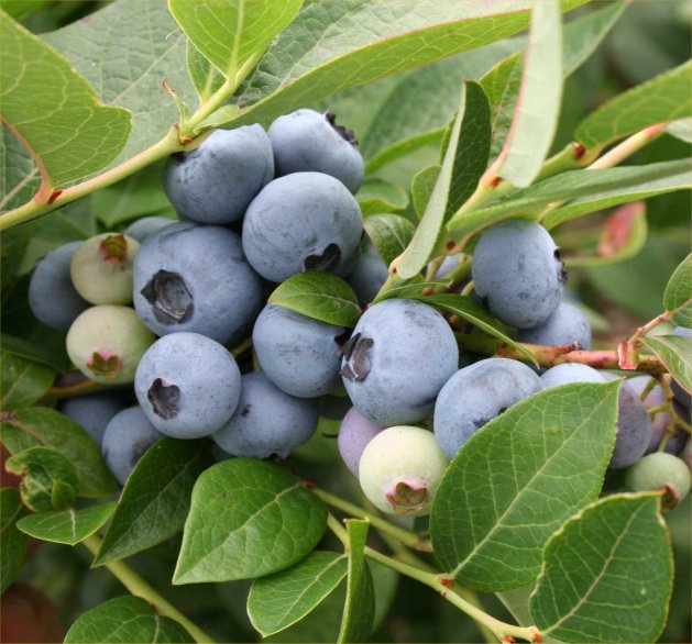 Превью изображения