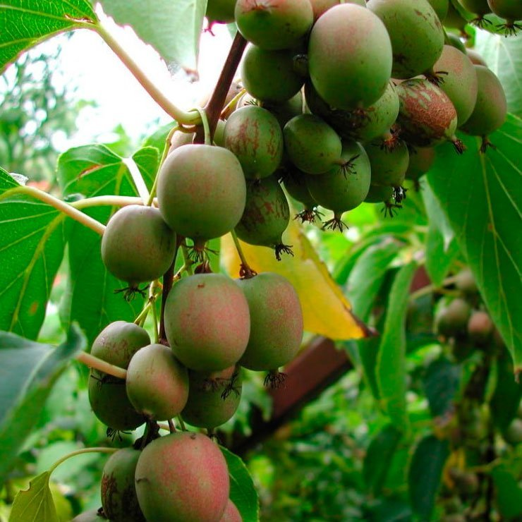 Превью изображения