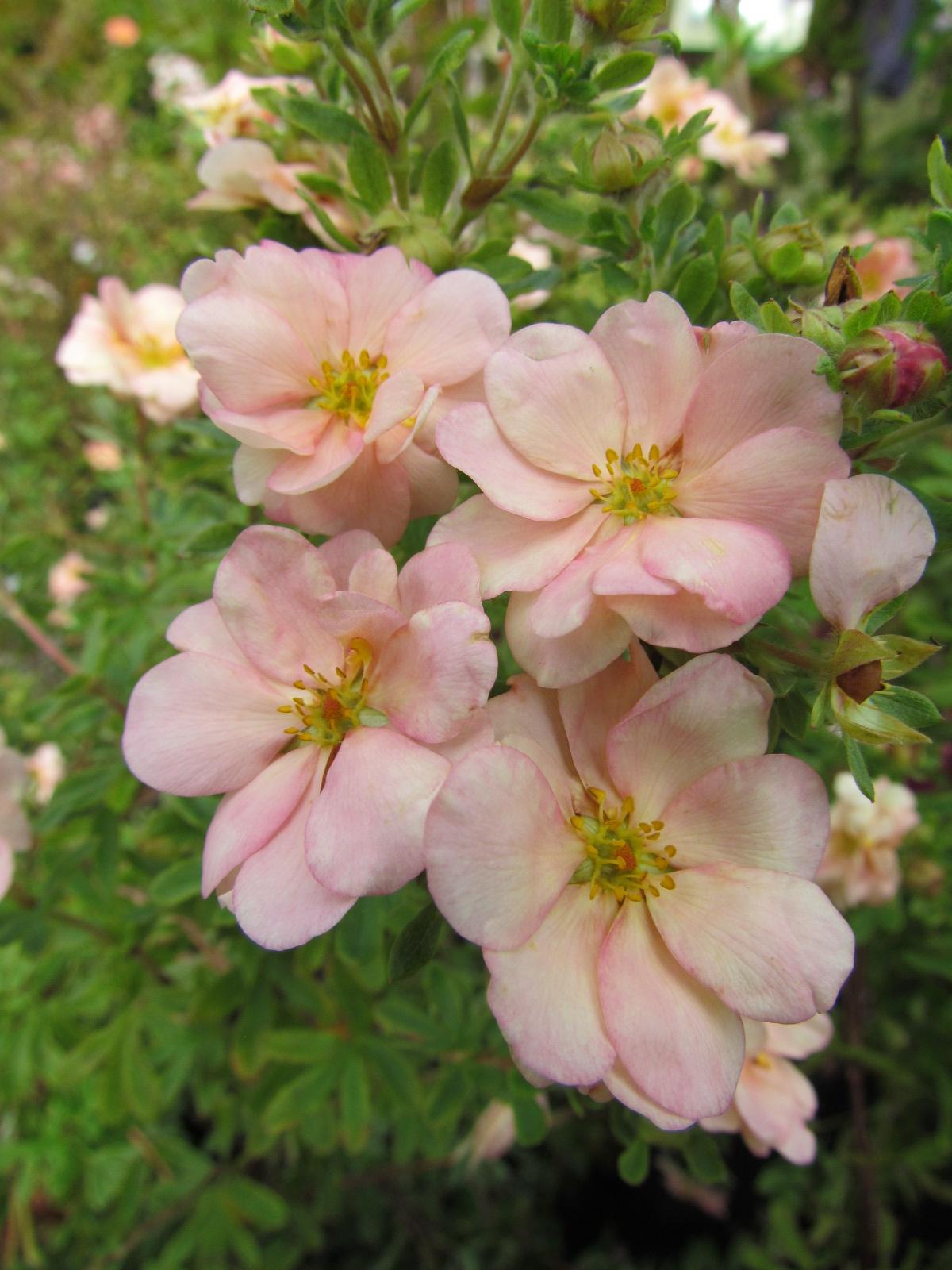 Превью изображения