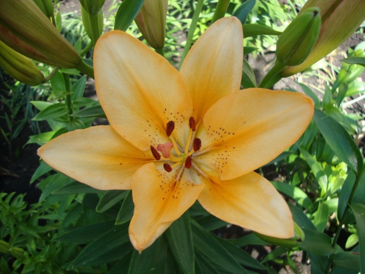 Превью изображения