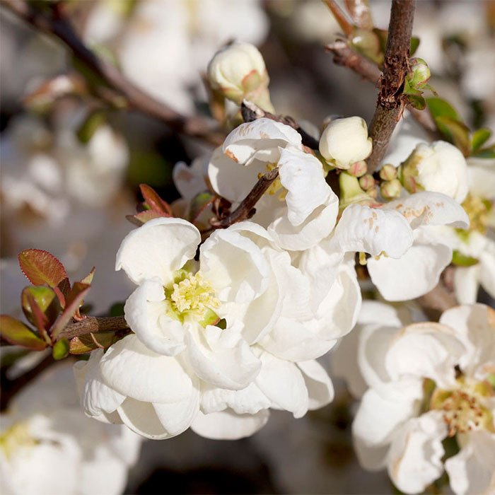 Превью изображения