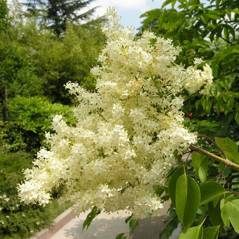 Превью изображения