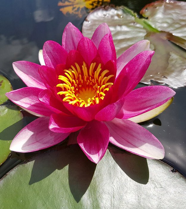 Превью изображения