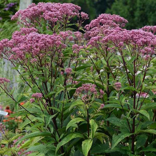 Превью изображения