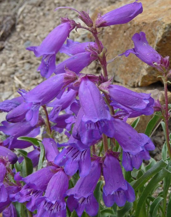 Превью изображения