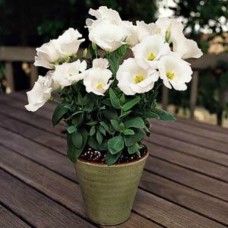 Превью изображения