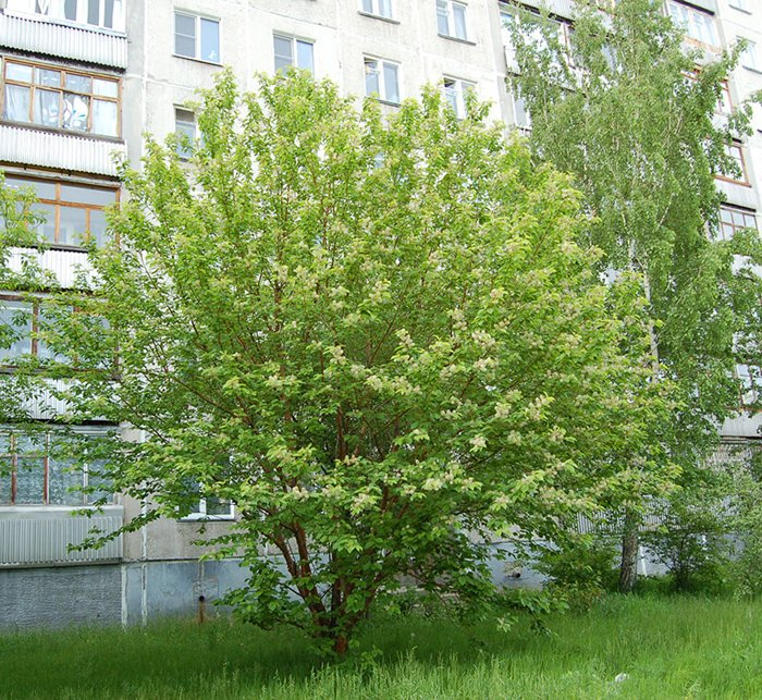 Превью изображения