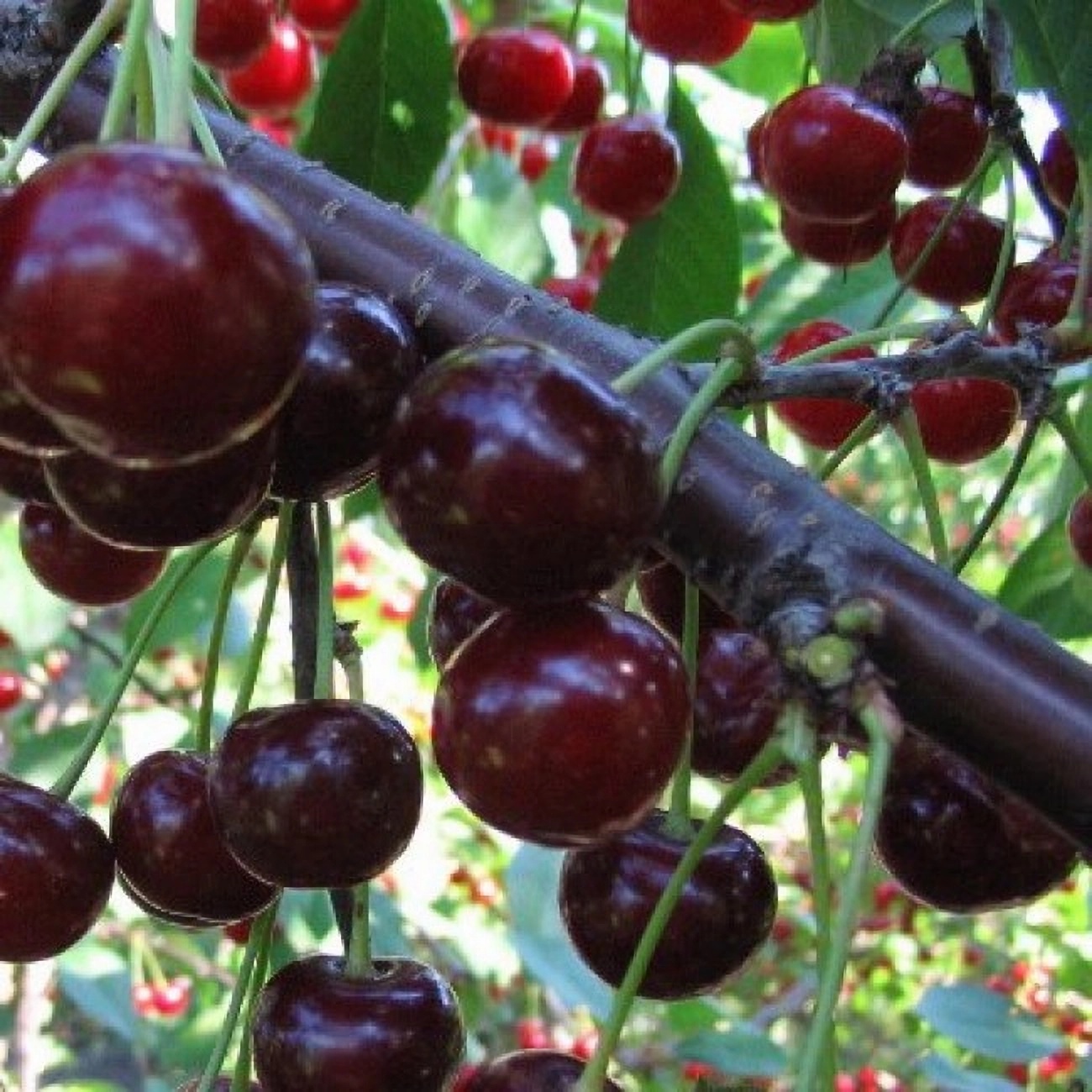 Превью изображения