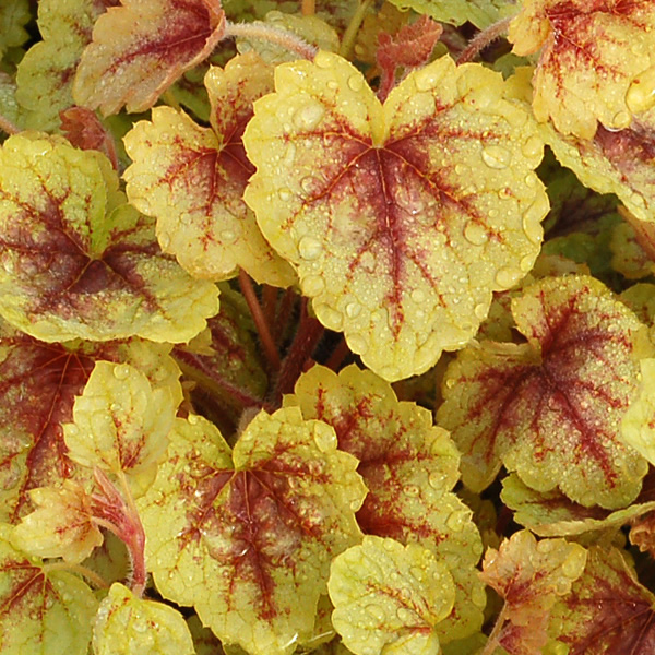 Превью изображения