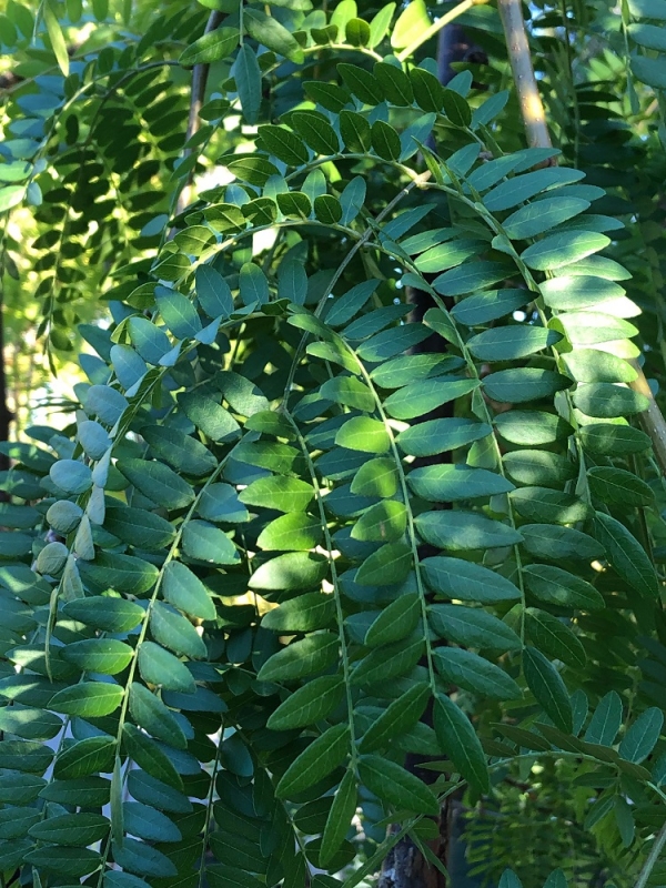 Превью изображения