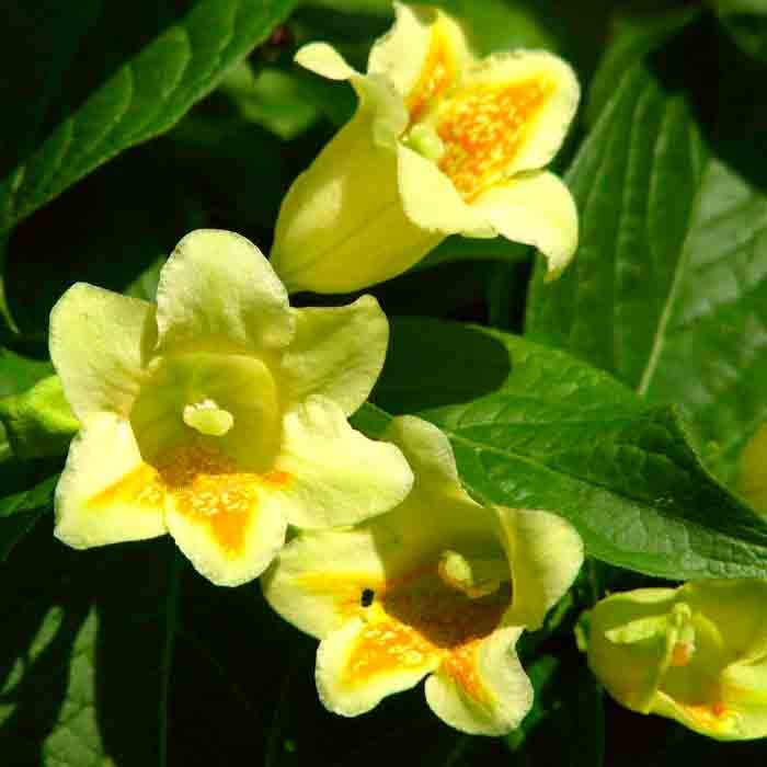 Превью изображения