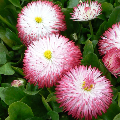 Превью изображения