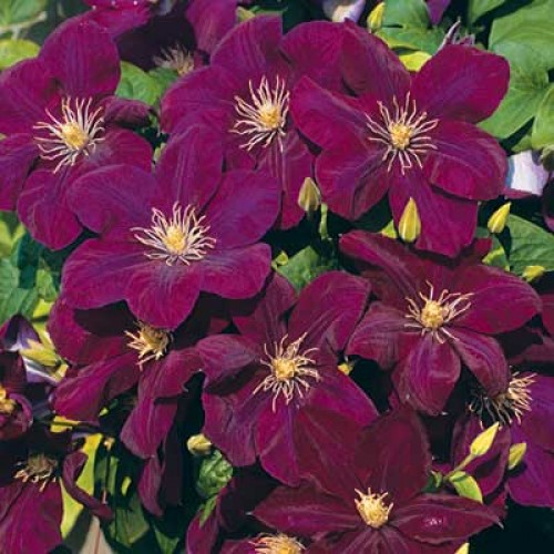 Превью изображения