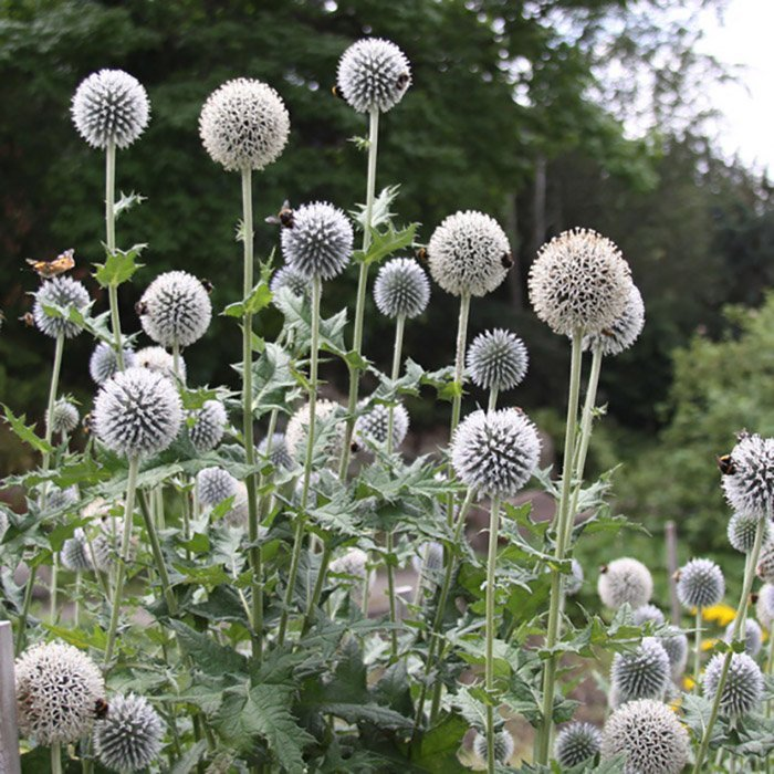 Превью изображения