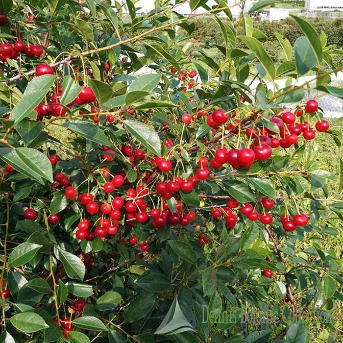 Превью изображения