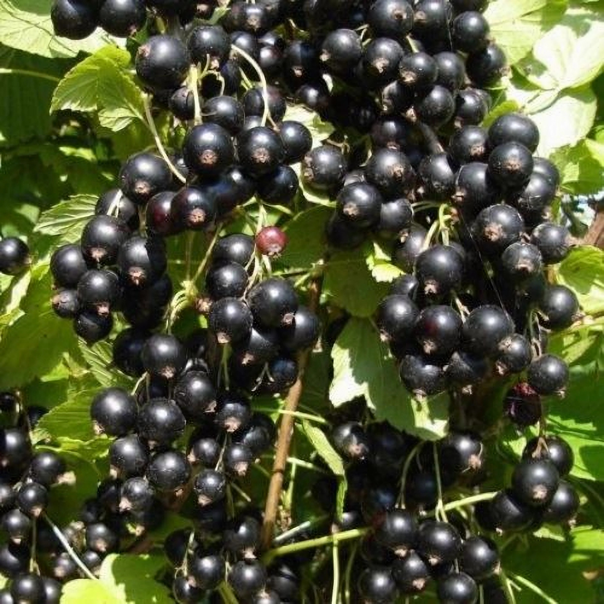 Превью изображения