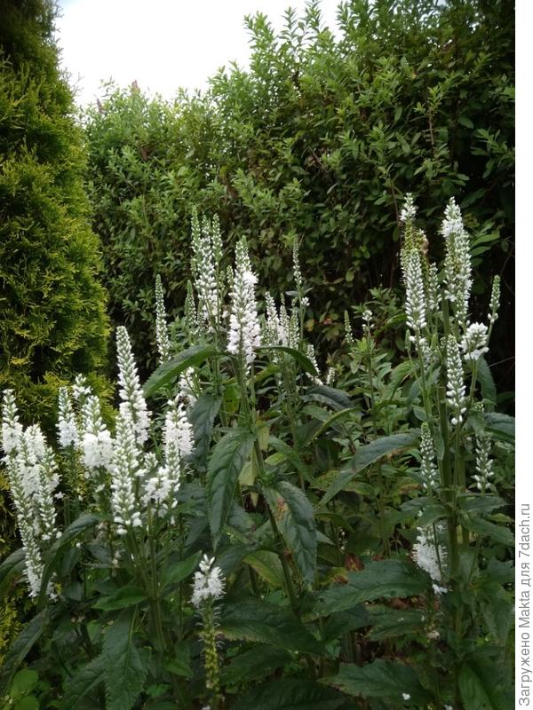 Превью изображения