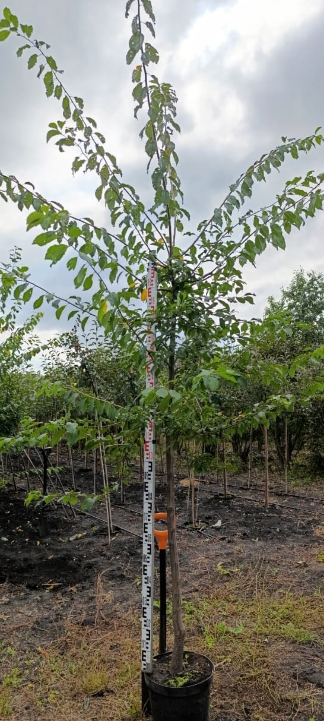 Превью изображения