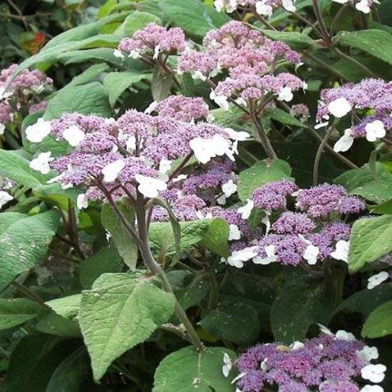 Превью изображения