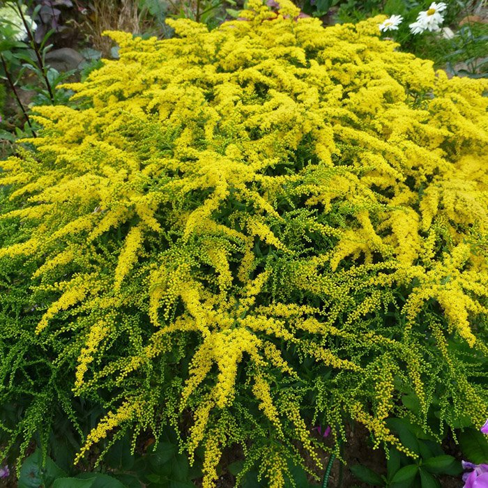 Превью изображения