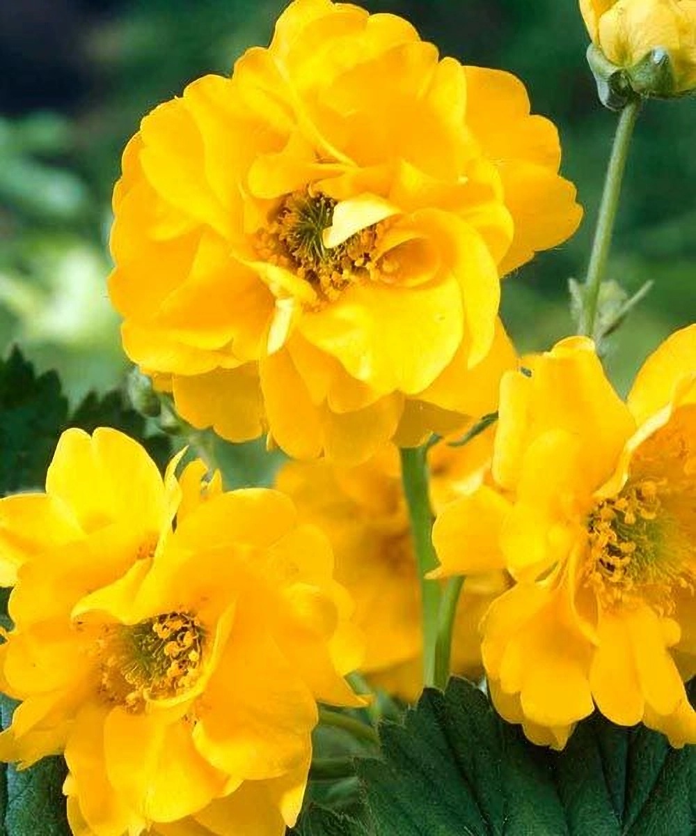 Превью изображения