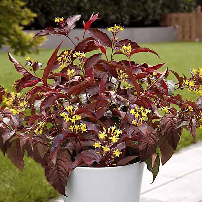 Превью изображения