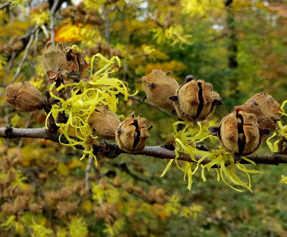 Превью изображения