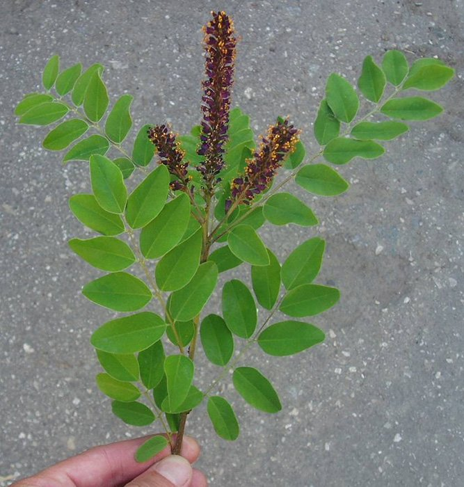 Превью изображения