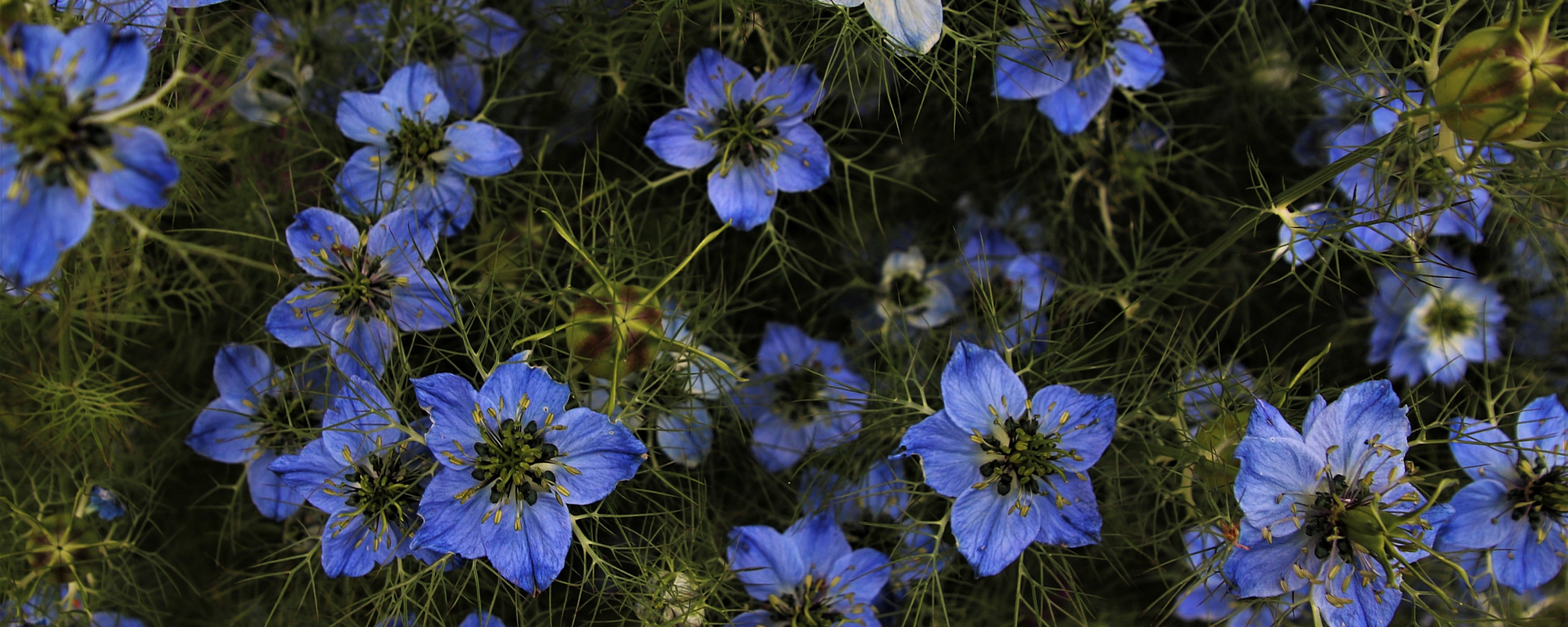 Превью изображения