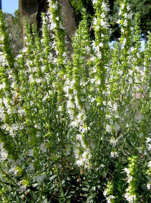 Превью изображения