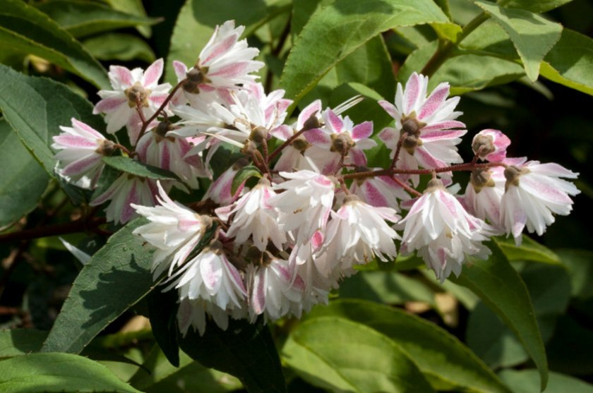 Превью изображения