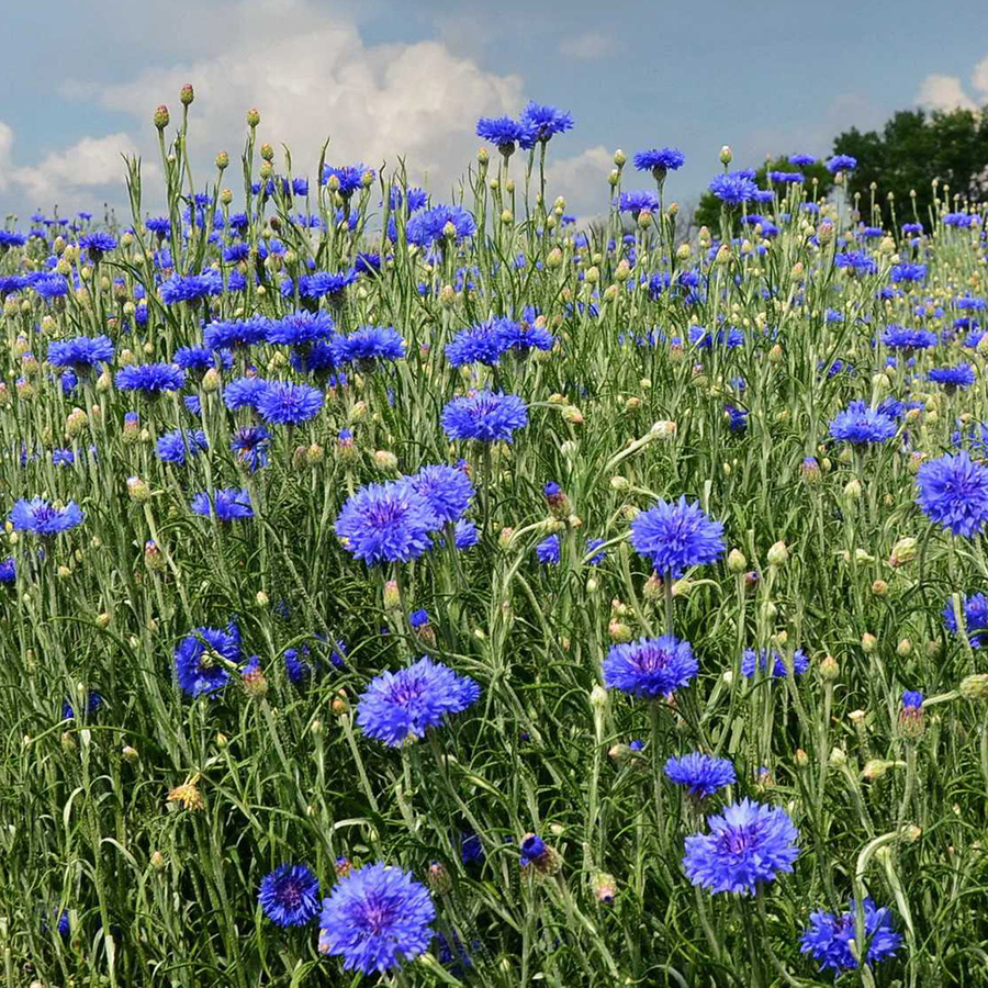 Превью изображения